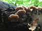 Szalagos fülgomba (Auricularia mesenterica), Budai-hegység